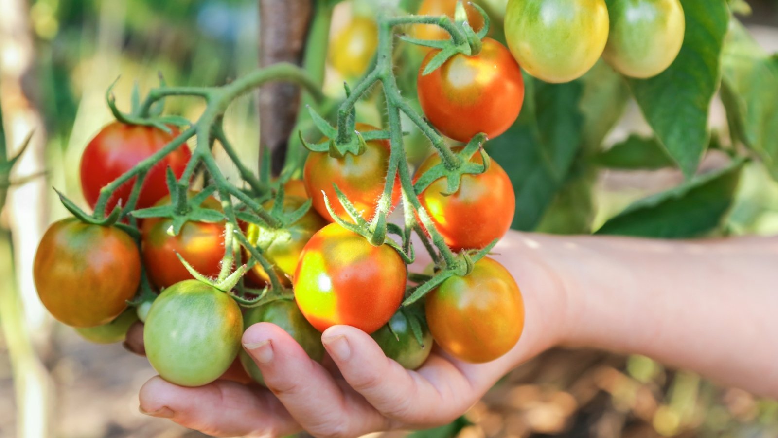 Você está visualizando atualmente É possível cultivar tomates na sombra?