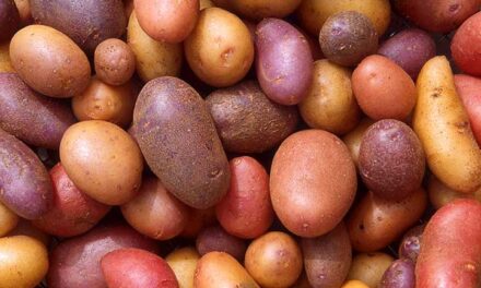 Leia mais sobre o artigo Colhendo Batatas: Como Desenterrar Tubérculos Saborosos