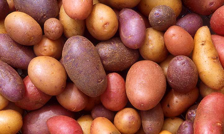 Você está visualizando atualmente Colhendo Batatas: Como Desenterrar Tubérculos Saborosos