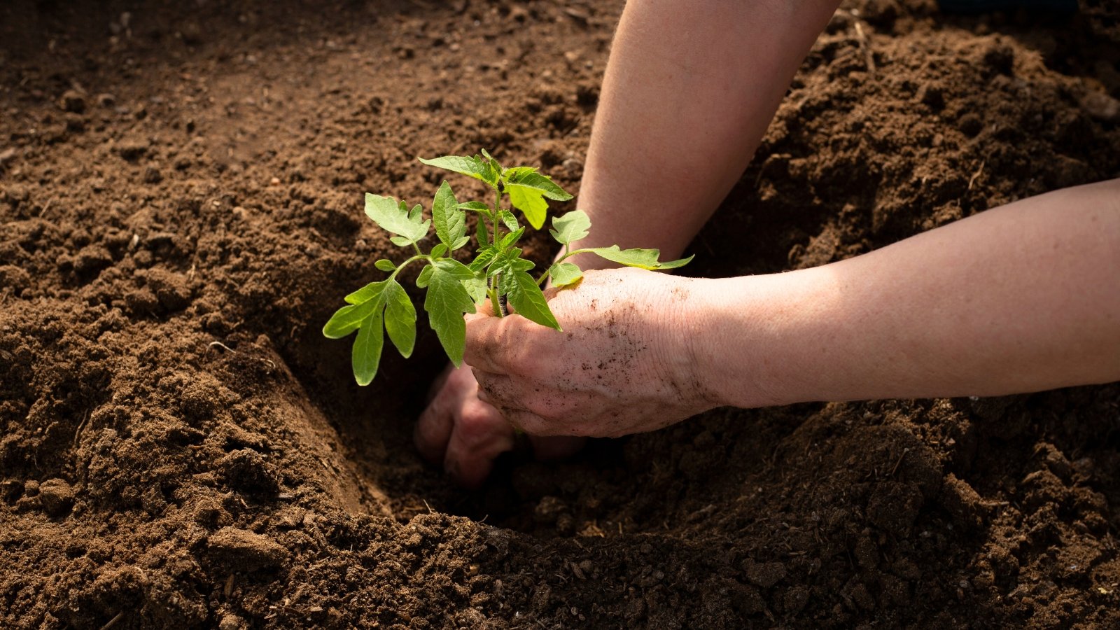 Você está visualizando atualmente Qual a Profundidade Ideal para Plantar Tomates?