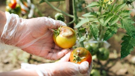 Leia mais sobre o artigo Como Identificar, Tratar e Prevenir a Requeima Tardia em Tomates