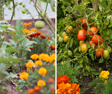Leia mais sobre o artigo Como Plantar Cravos-de-Defunto com Tomates Resolve a Maioria dos Seus Problemas com Tomates
