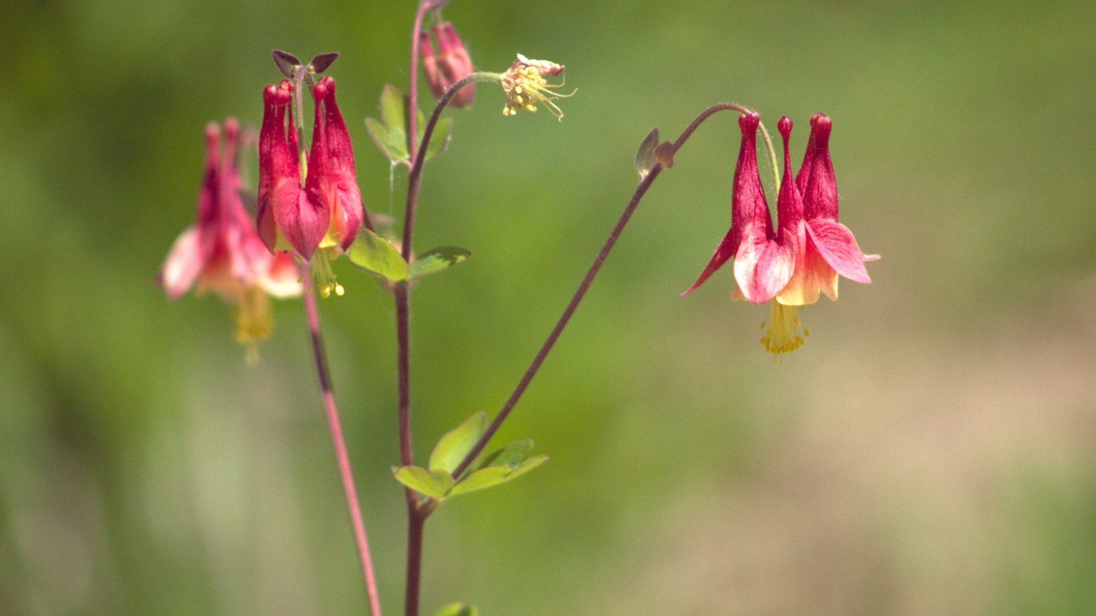 Você está visualizando atualmente 19 Plantas Nativas com Flores Lindas