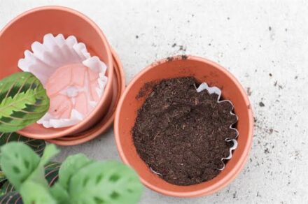 Leia mais sobre o artigo Aqui está o motivo pelo qual você sempre deve colocar um filtro de café em seus vasos de flores.