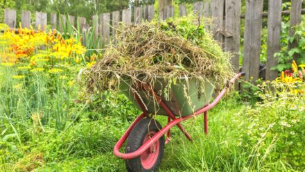 Leia mais sobre o artigo 7 Maneiras de Reutilizar Ervas Daninhas no Jardim