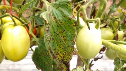 Leia mais sobre o artigo Como Identificar, Tratar e Prevenir a Mancha-de-Septória em Tomates