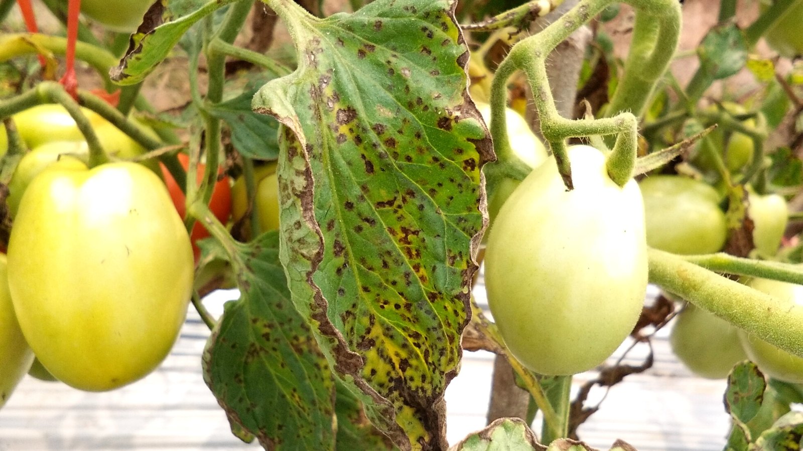 Você está visualizando atualmente Como Identificar, Tratar e Prevenir a Mancha-de-Septória em Tomates