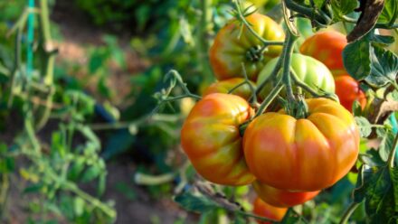 Leia mais sobre o artigo 17 Variedades de Tomate Mais Saborosas para Comer Fresco
