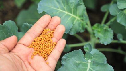 Leia mais sobre o artigo Você Pode Usar Fertilizante Demais?