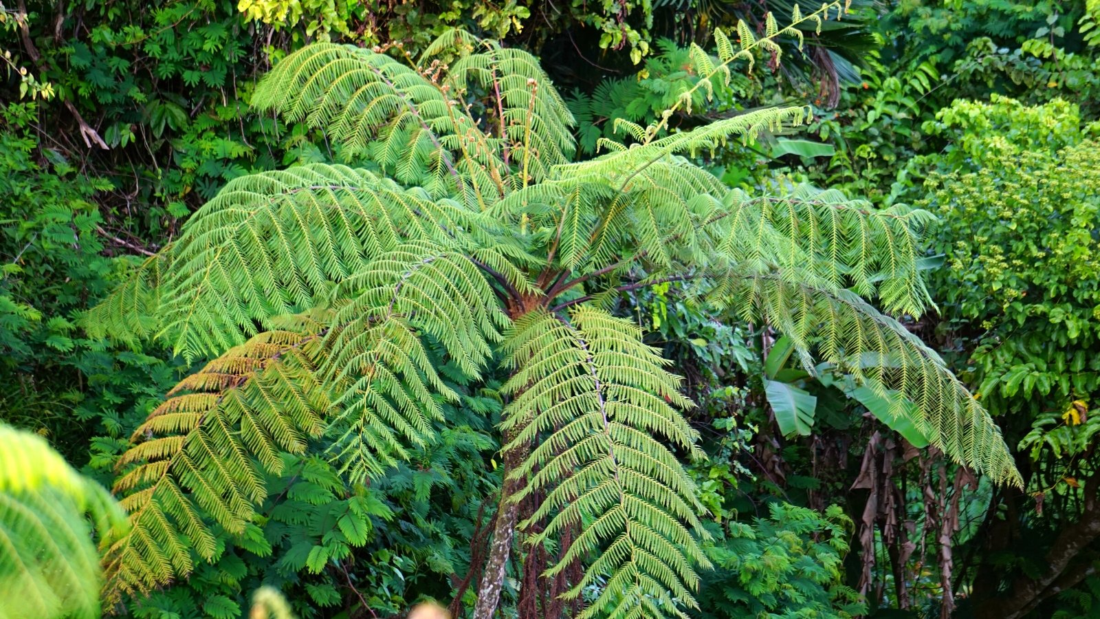 Você está visualizando atualmente Como Plantar, Cultivar e Cuidar de Samambaias-Arbóreas