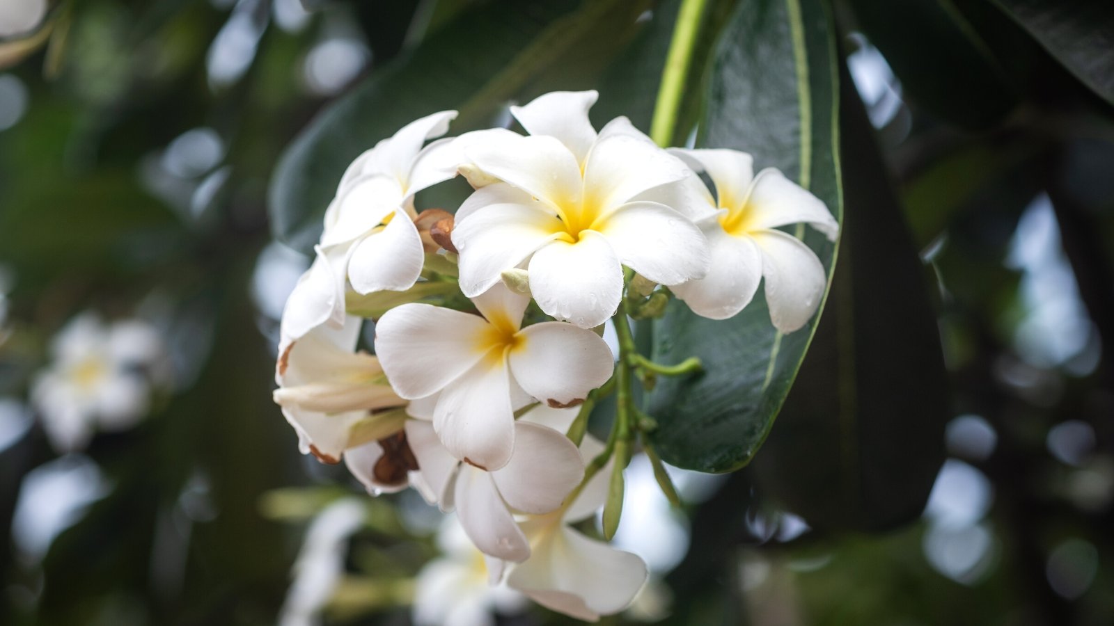 Você está visualizando atualmente 9 Plantas Tropicais com Flores Brancas