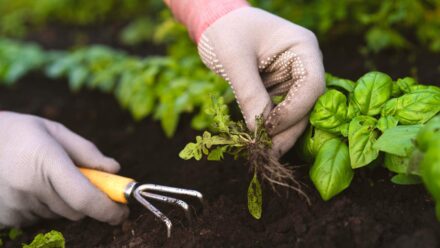 Leia mais sobre o artigo 7 Métodos Diferentes para Remover Ervas Daninhas do Seu Jardim