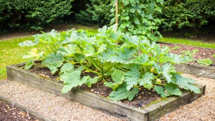 Leia mais sobre o artigo 5 Dicas para Cultivar Zucchinis Excelentes em Canteiros Elevados