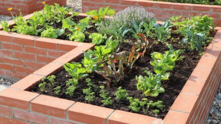 Leia mais sobre o artigo 15 Melhores Combinações de Vegetais Para Plantar em Canteiros Elevados