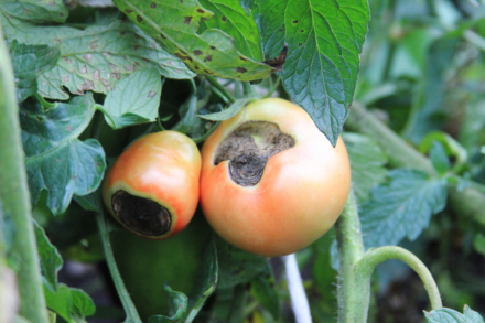 Leia mais sobre o artigo 8 Remédios Caseiros para Eliminar a Podridão Apical do Tomate