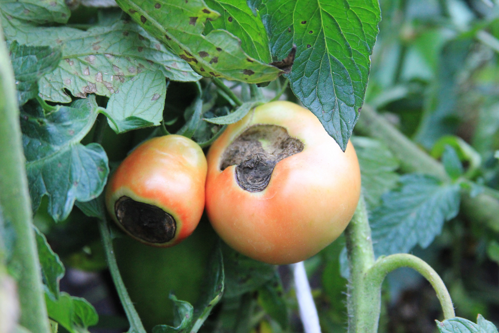 Você está visualizando atualmente 8 Remédios Caseiros para Eliminar a Podridão Apical do Tomate