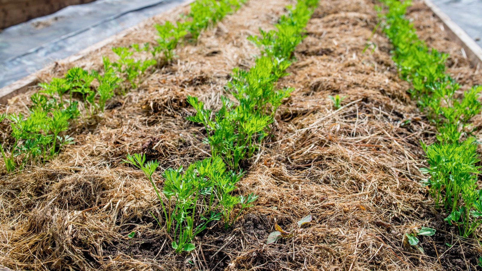 Você está visualizando atualmente 5 Dicas para Cultivar Cenouras em Canteiros Elevados