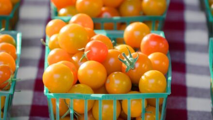 Leia mais sobre o artigo Como Plantar, Cultivar e Cuidar dos Tomates ‘Sun Gold’