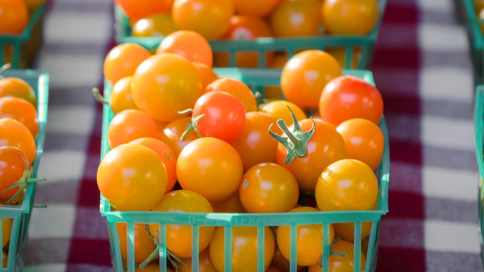 Você está visualizando atualmente Como Plantar, Cultivar e Cuidar dos Tomates ‘Sun Gold’