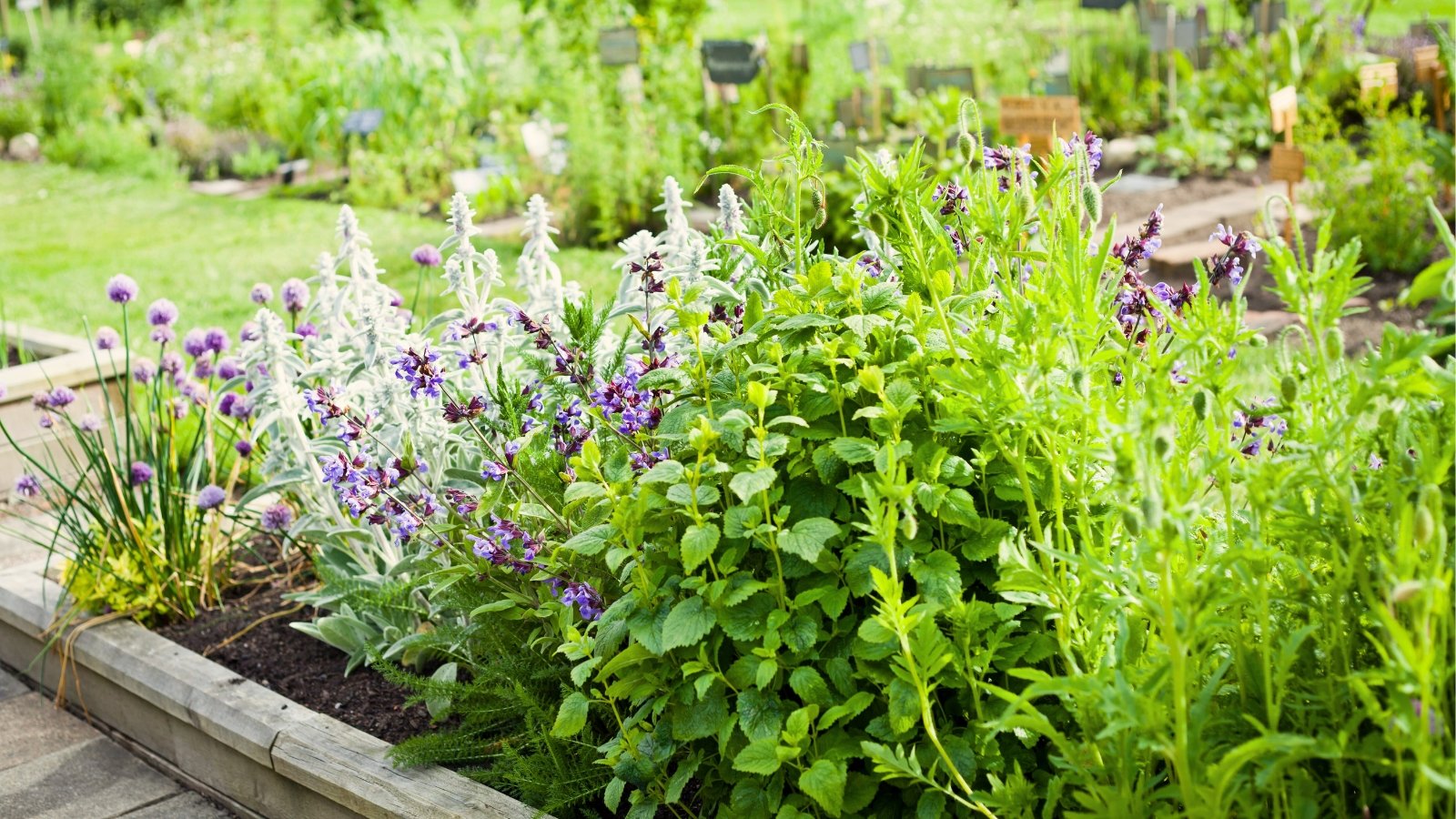 Você está visualizando atualmente Como Cultivar Suas Próprias Ervas de Provence