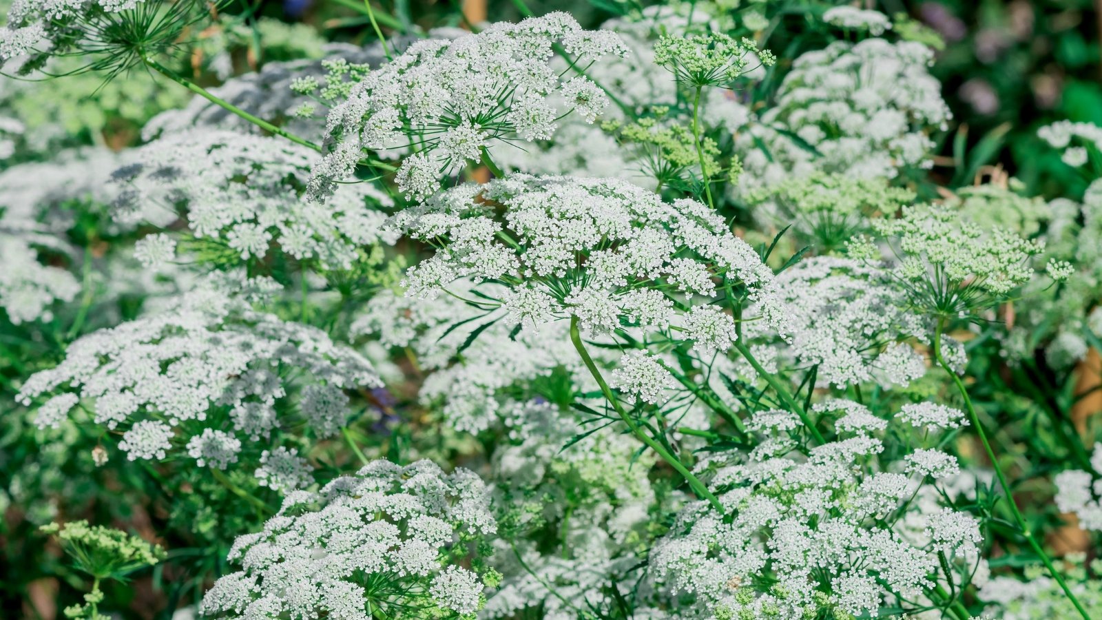 Você está visualizando atualmente Como Plantar, Cultivar e Cuidar de Ammi