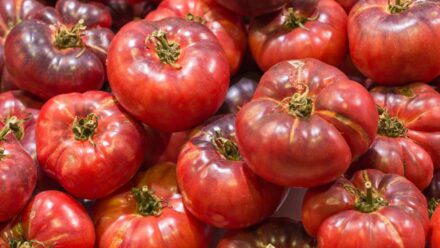 Leia mais sobre o artigo Como Plantar, Cultivar e Cuidar dos Tomates ‘Black Krim’