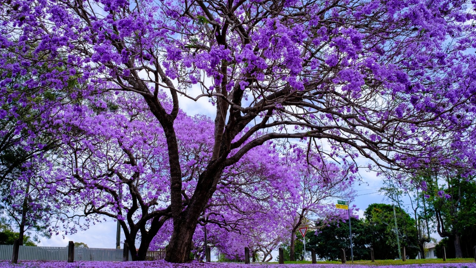 Você está visualizando atualmente Como Plantar, Cultivar e Cuidar de Árvores de Jacarandá