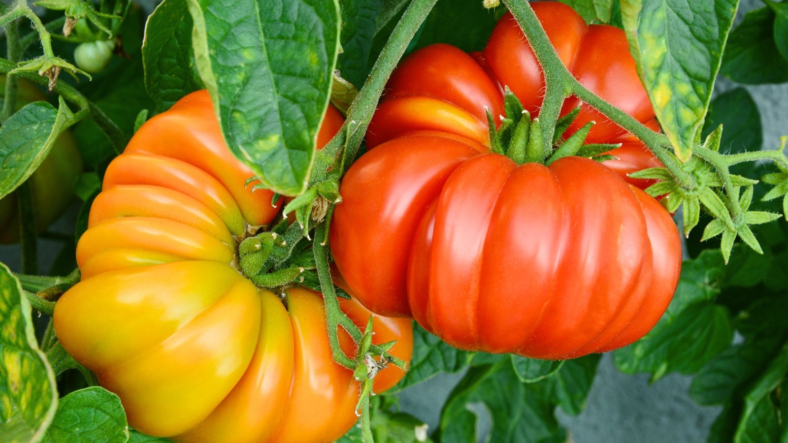 Você está visualizando atualmente Como Plantar, Cultivar e Cuidar dos Tomates ‘Brandywine’