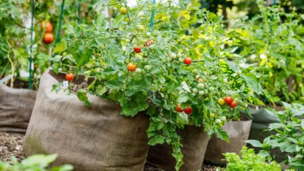 Leia mais sobre o artigo Como Cultivar Tomates Épicos em Sacos de Cultivo
