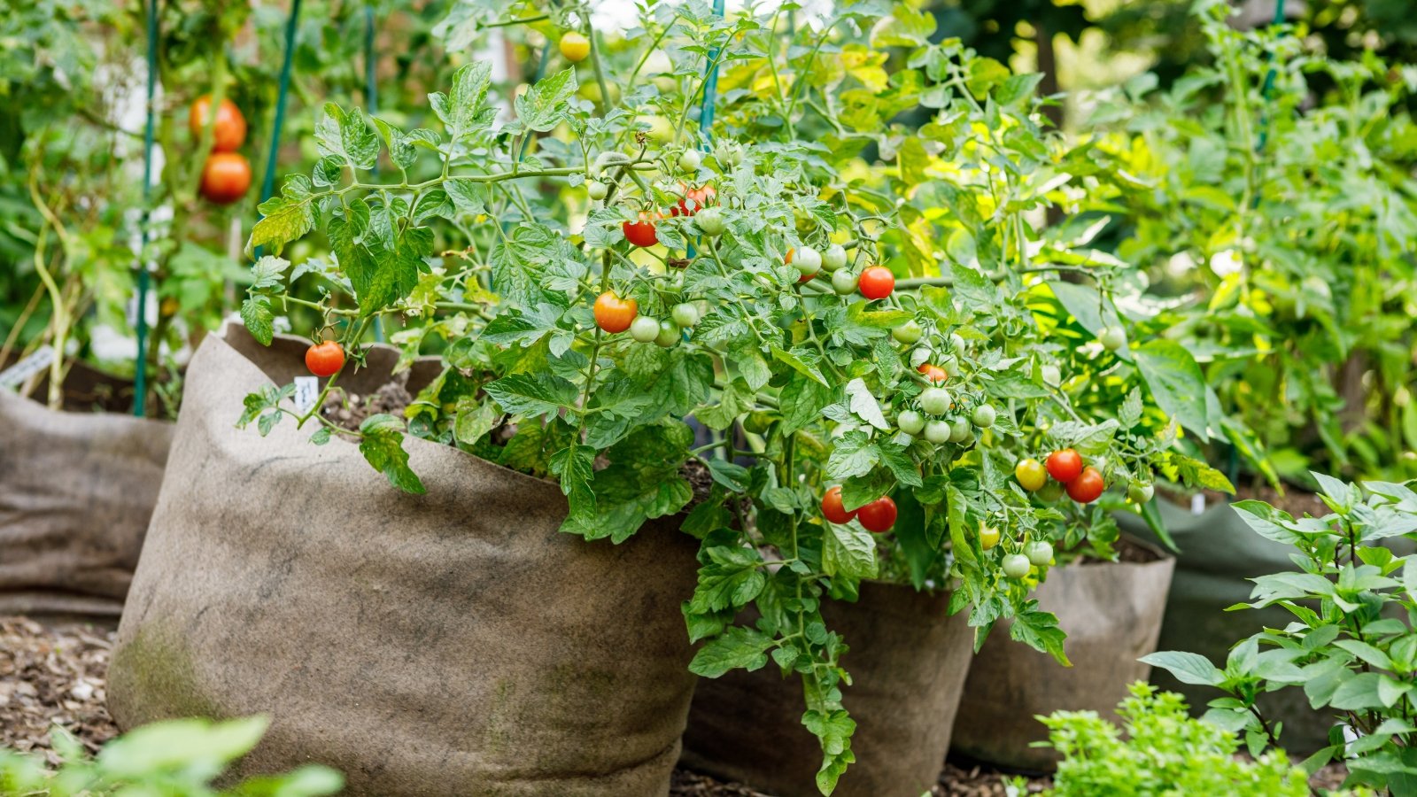 No momento, você está visualizando Como Cultivar Tomates Épicos em Sacos de Cultivo