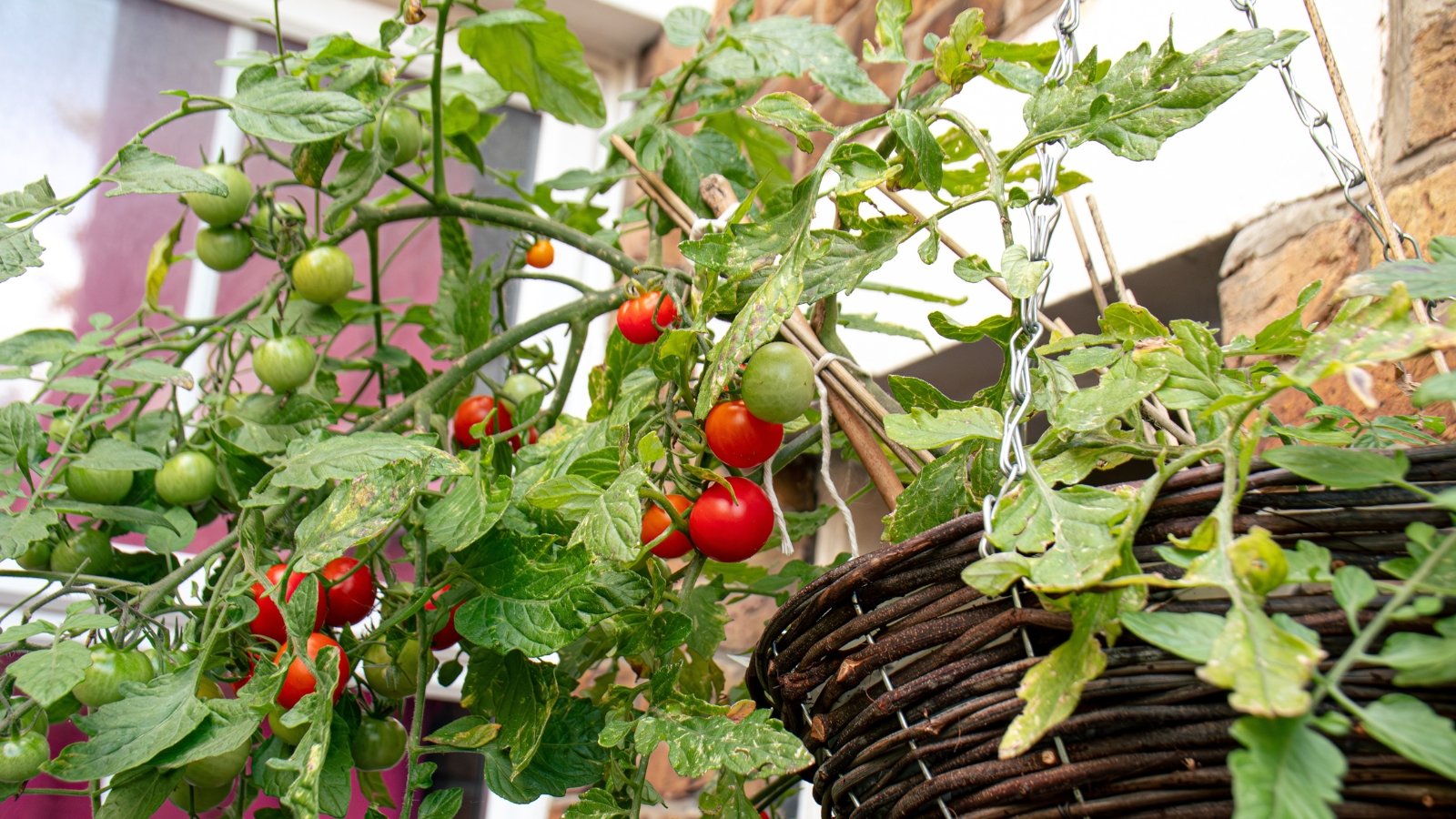 Você está visualizando atualmente Top 10 Melhores Tomates para Cultivar em Cestas Suspensas