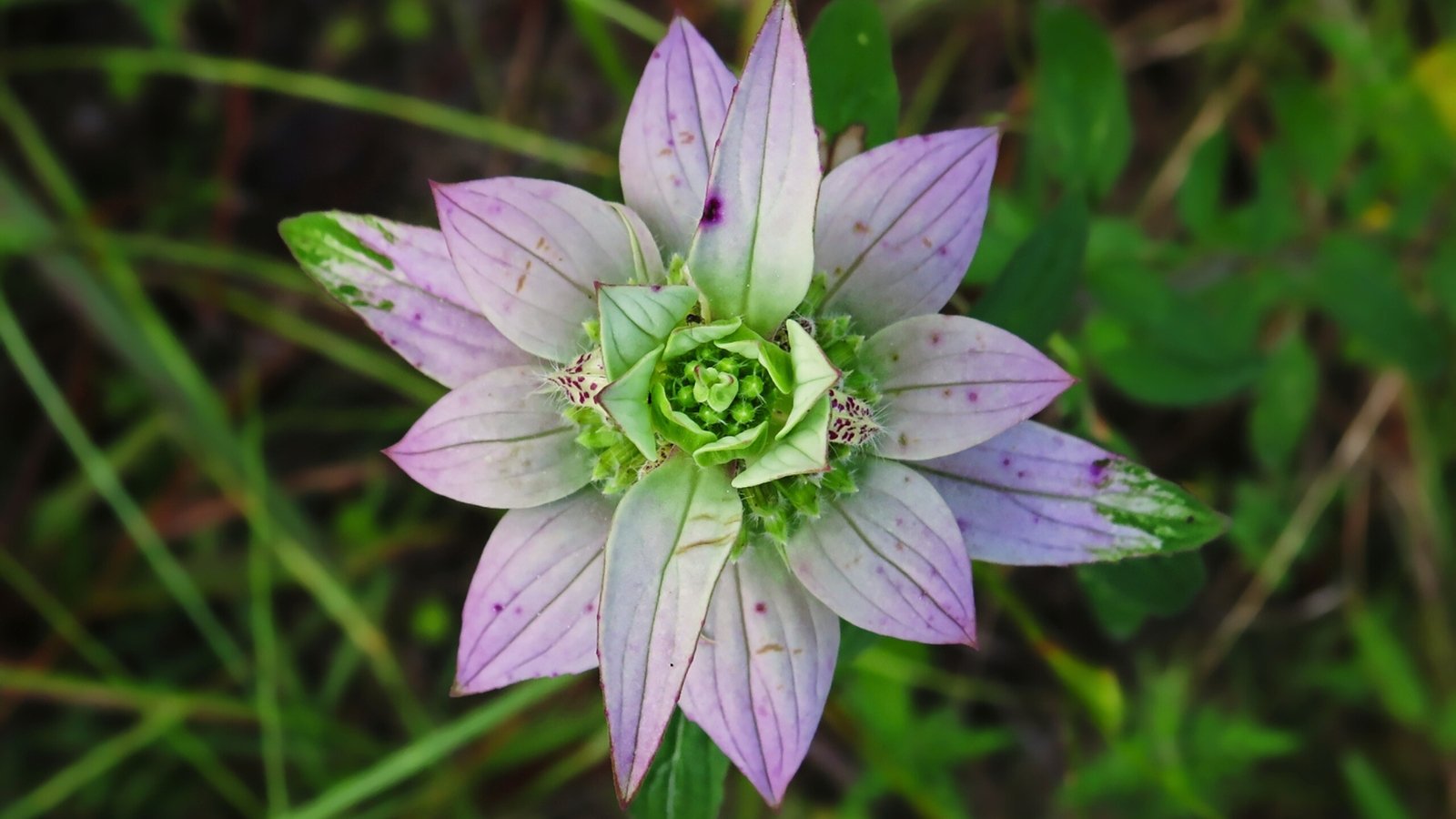 Você está visualizando atualmente Como Plantar, Cultivar e Cuidar do Bálsamo de Abelha Manchado