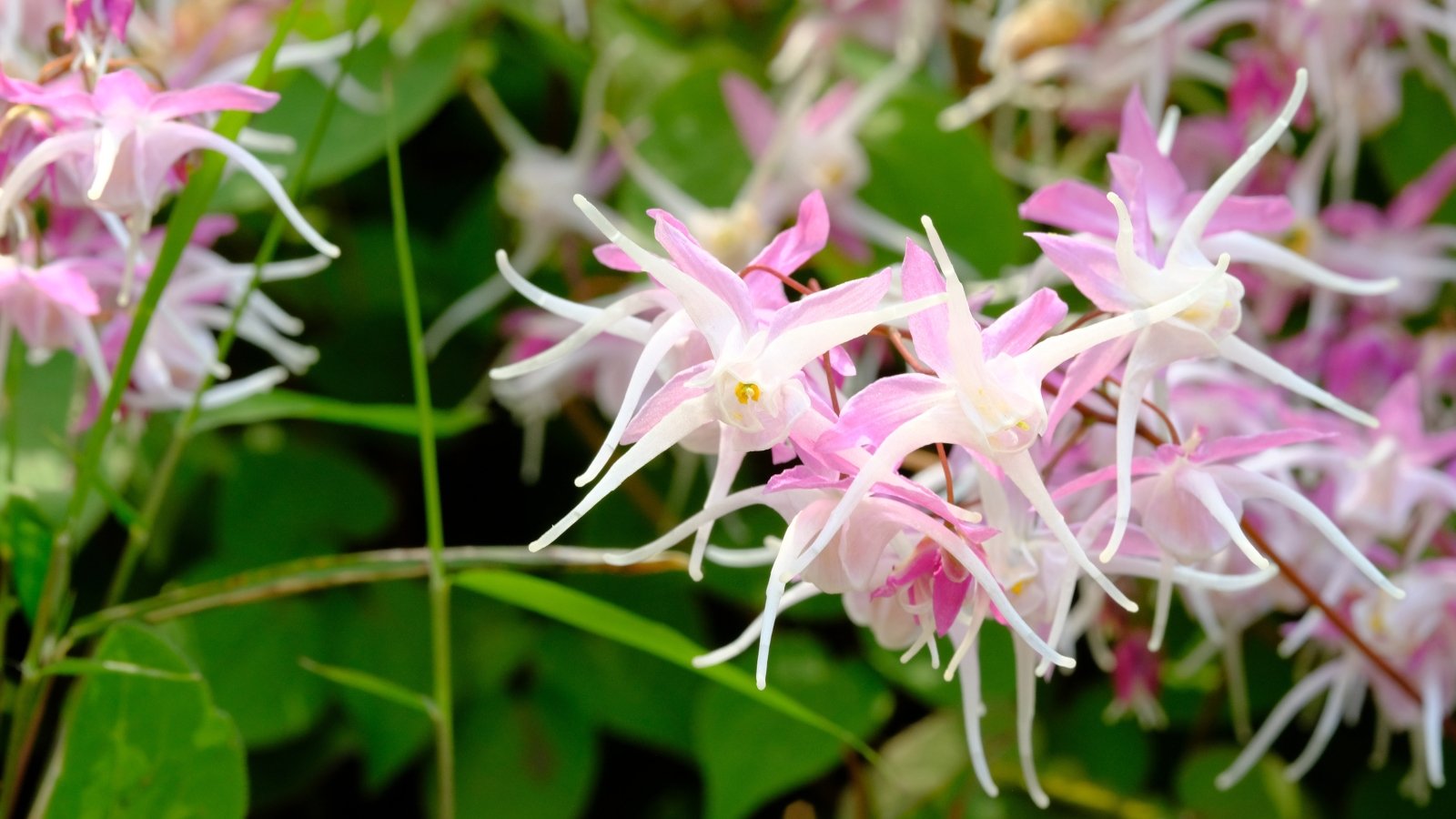 Você está visualizando atualmente 17 Belas Variedades de Epimedium para o seu Jardim à Sombra