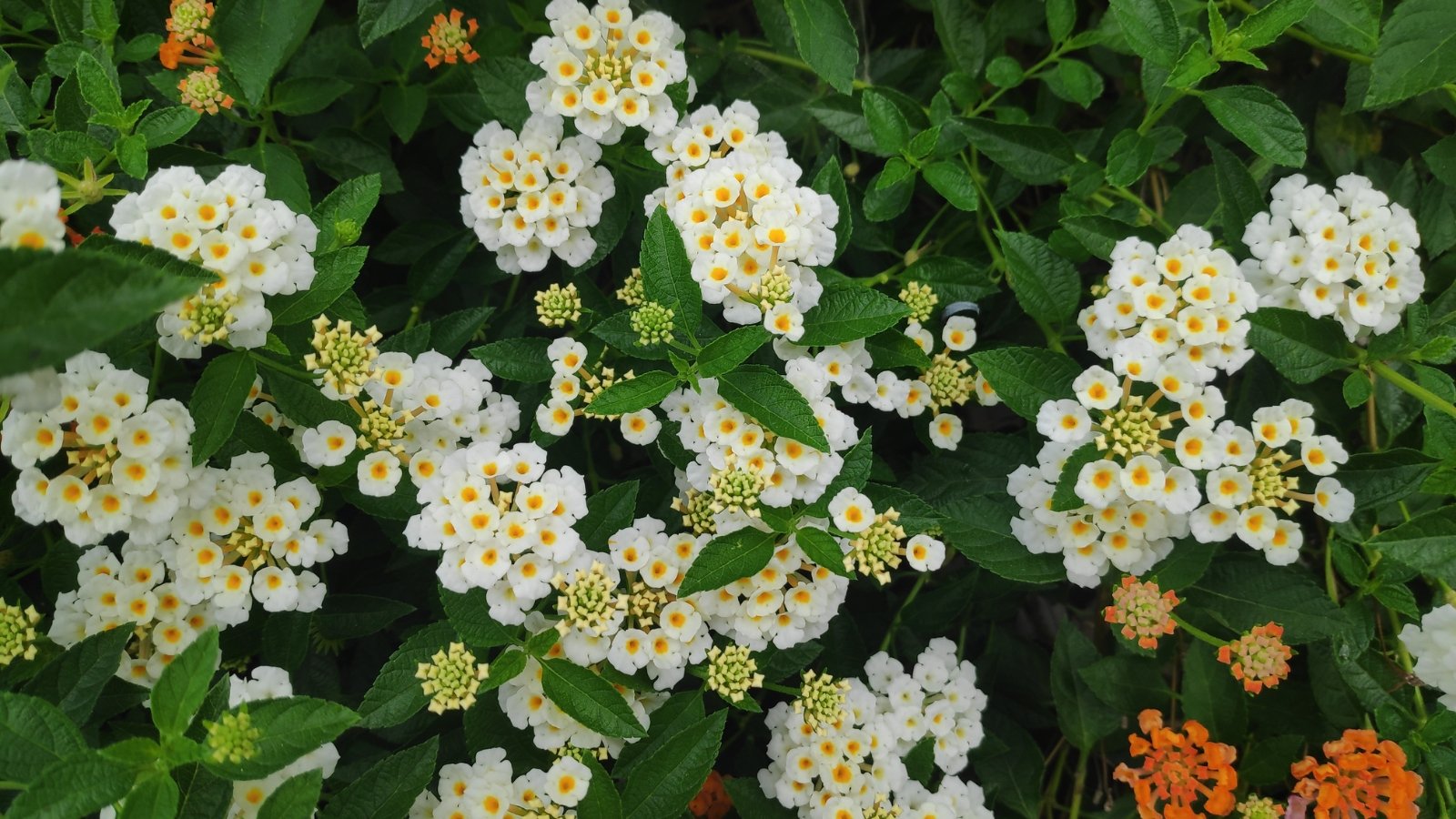 Você está visualizando atualmente 15 Plantas Tolerantes à Seca para Cestas Suspensas