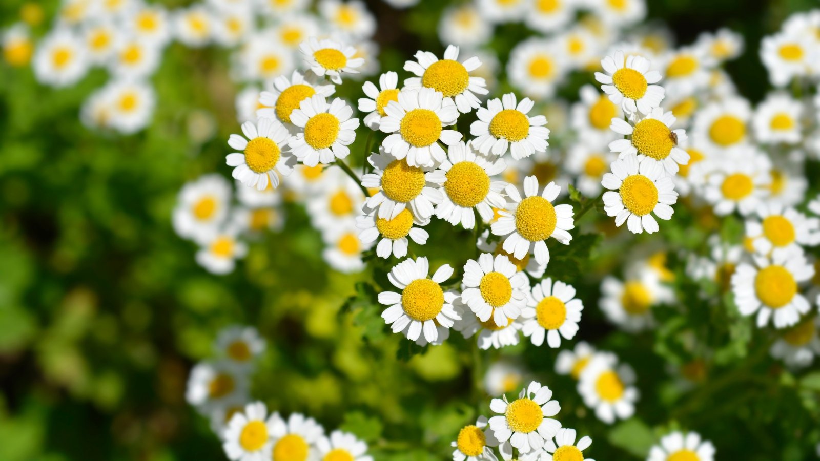 Você está visualizando atualmente 17 Ervas com Flores Brancas