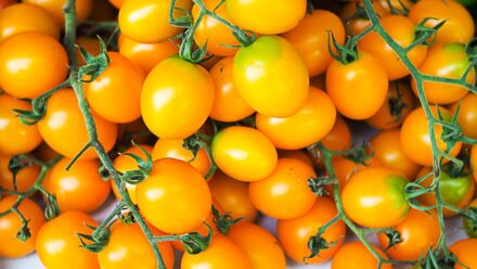 Leia mais sobre o artigo 13 Tomates Premiados que Você Precisa Ter em seu Jardim