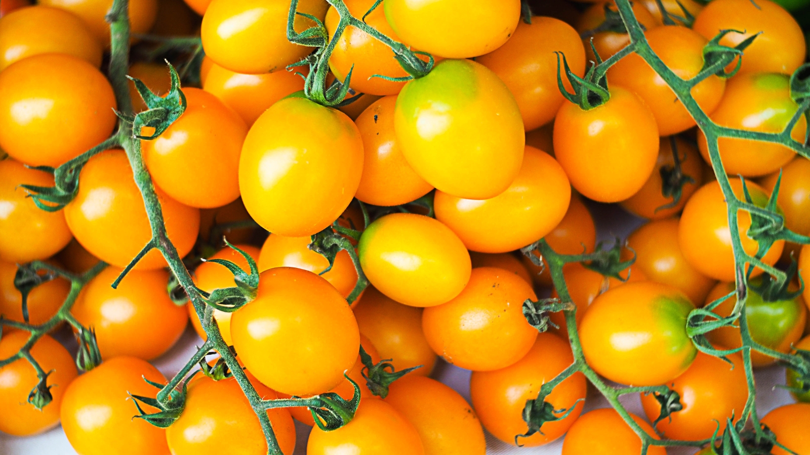 Você está visualizando atualmente 13 Tomates Premiados que Você Precisa Ter em seu Jardim