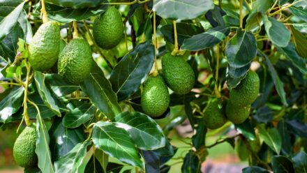 Leia mais sobre o artigo Como Plantar, Cultivar e Cuidar dos Abacates ‘Pancho’ Resistentes ao Frio