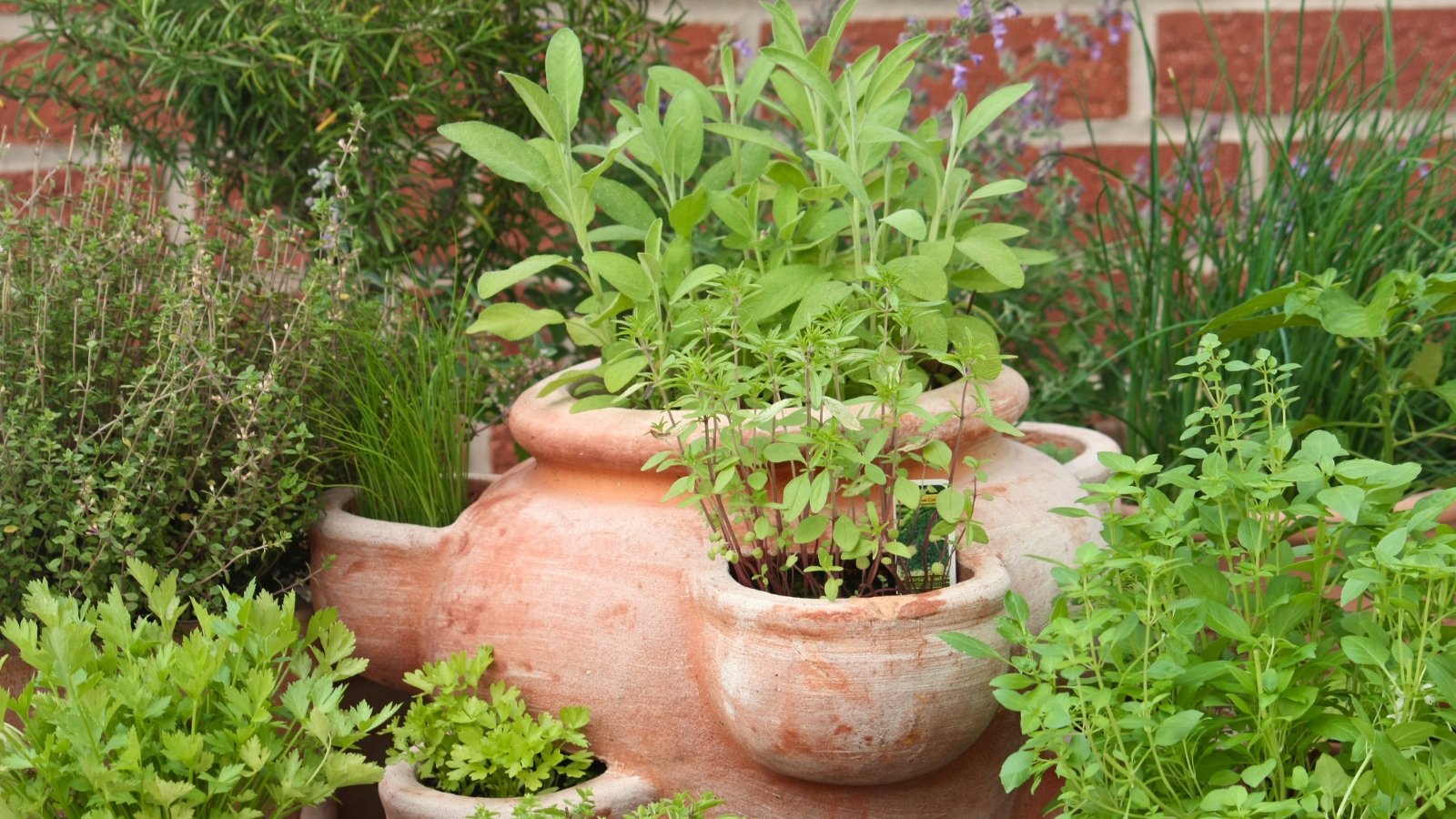 Você está visualizando atualmente 11 Melhores Combinações de Ervas para Cultivar Juntas em Vasos ou Recipientes