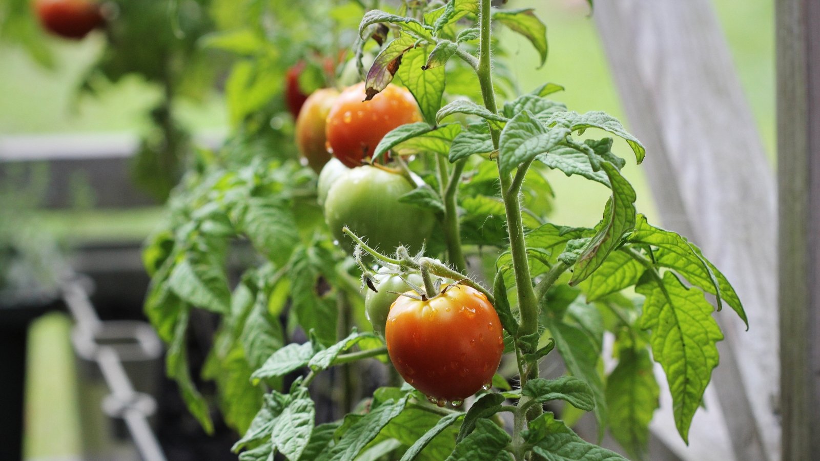 Você está visualizando atualmente 10 Coisas Que Você Nunca Deve Fazer ao Cultivar Tomates em Vasos