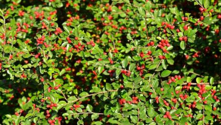 Leia mais sobre o artigo 21 Arbustos Chamativos para Plantar em Vez de Berberis Japonica