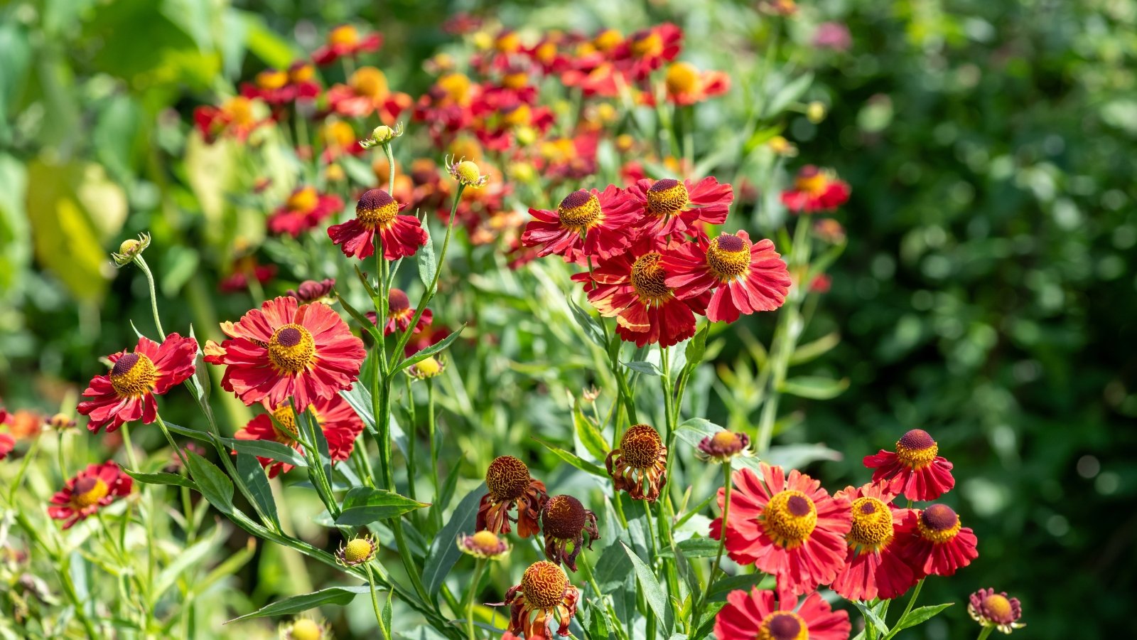 Você está visualizando atualmente 21 Flores para Plantar em Junho