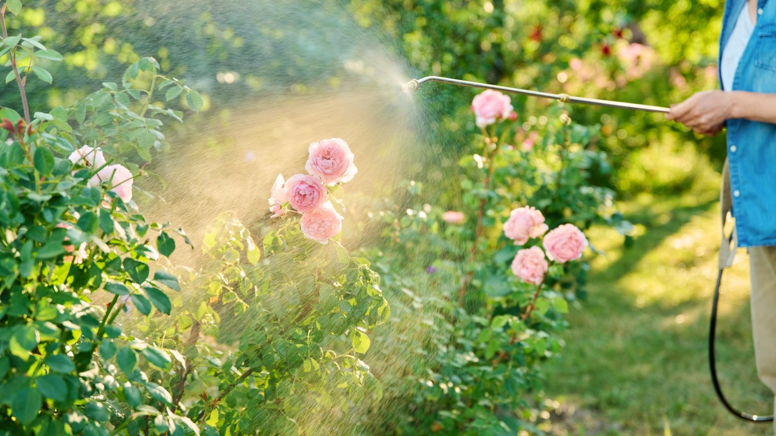 Você está visualizando atualmente 15 Tarefas de Jardinagem para Fazer em Junho