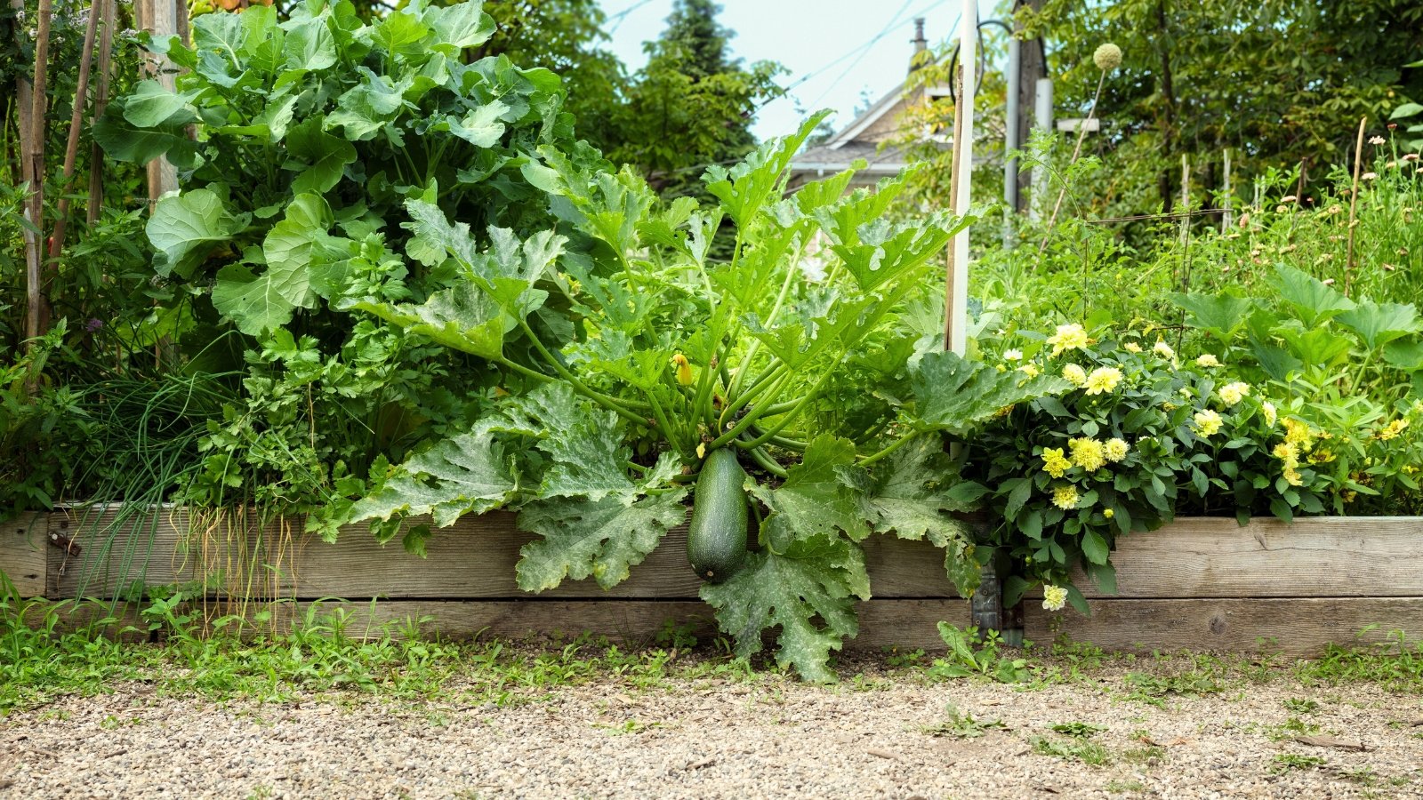 Você está visualizando atualmente Como Cultivar Abóboras em Canteiros Elevados: 9 Dicas Profissionais