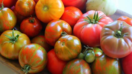 Leia mais sobre o artigo 7 Tomates Únicos e Incomuns que Impressionam no Jardim