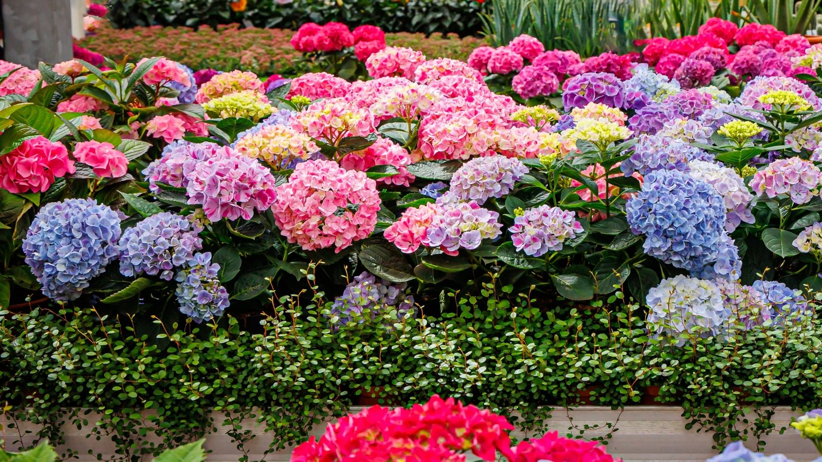 Você está visualizando atualmente Quando as Hortênsias Florescem?