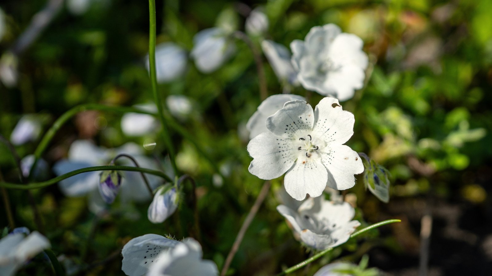 Você está visualizando atualmente 21 Flores Selvagens Nativas do Oregon