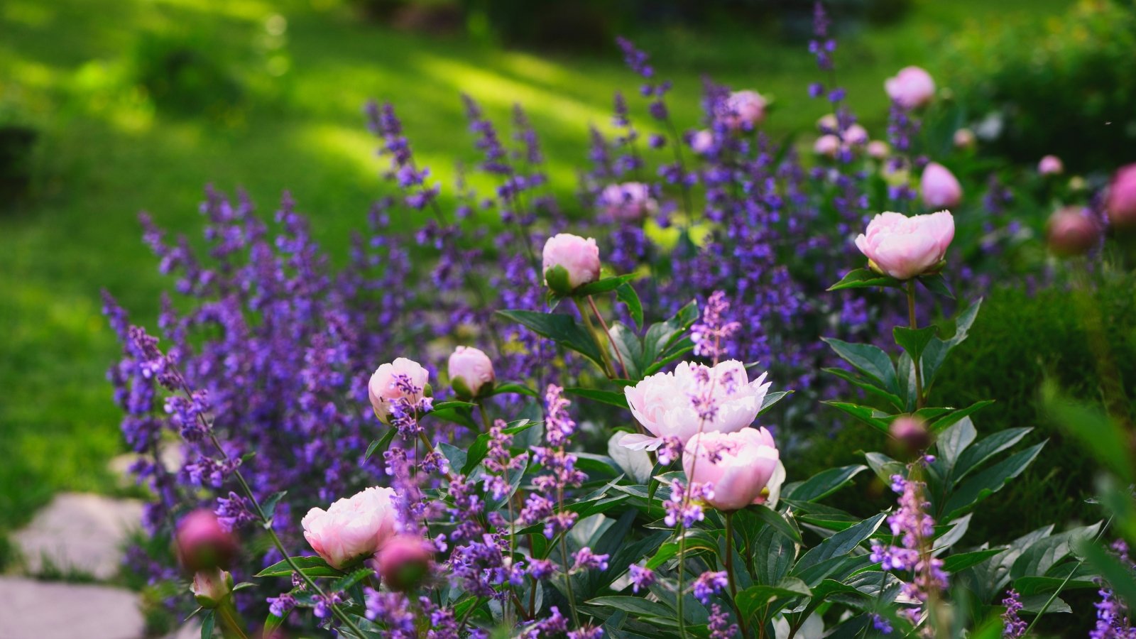 Você está visualizando atualmente 27 Melhores Variedades de Catnip (Nepeta) Para o Seu Jardim de Flores