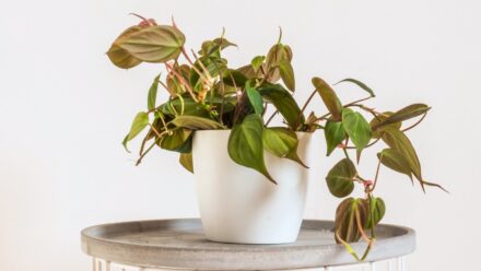 Leia mais sobre o artigo Como Plantar, Cultivar e Cuidar de Philodendron micans