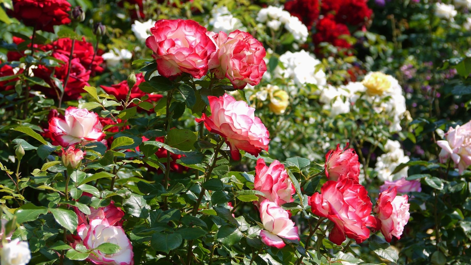 Você está visualizando atualmente 20 Rosas Grandiflora Mais Bonitas para o Seu Jardim em Casa